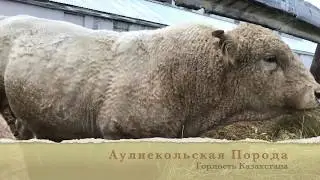 Аулиекольская порода КРС 