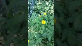Вот это красота 🙀 #новая  #новинка