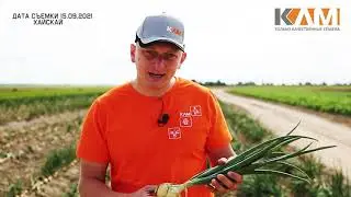 Лук репчатый Хайскай от Бейо Заден
