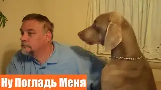 Ревнивые Собаки Хотят Внимания 😍🐶