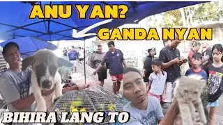 BIBIHIRANG BREED PINAGKAGULUHAN DALA NI KUYA CRIS /BOCAUE SCENE
