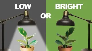 Plant Lighting Conditions Explained 💡 Low - Bright Light