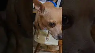 little dog