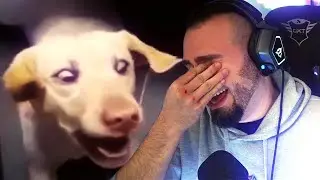 HARDCORE MEMES DONT LAUGH CHALLENGE | ZellenDust