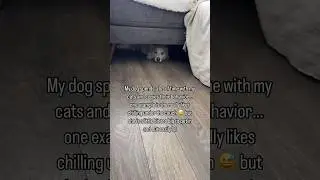 Who Is Under The Couch?🛋️ Pomsky Dog Ocean #shorts #doglover #youtubeshorts