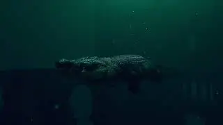 Underwater Bubbles FX in Houdini | FX Artist - Sam Simyon Raj.S | 2024