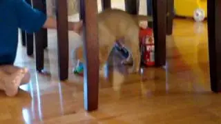 Kids playing with Bailey-boo