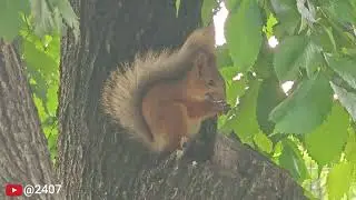 Why Squirrels in the Wild Are Better Than You Think