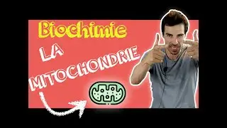 COURS DE BIOCHIMIE: Structure mitochondrie