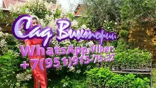 #Штамбы