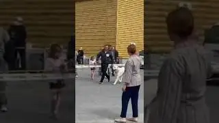 11.08.24 ДВЕ выставки собак ТОБОЛЬСК ТИМЕРТАШ ПАТРИСИЯ КЧК, ЛУЧШАЯ СУКА, ЛУЧШИЙ ПРЕДСТАВИТЕЛЬ ПОРОДЫ