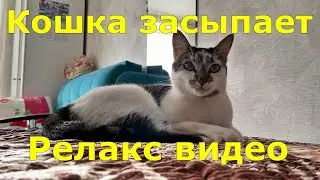 Кошка засыпает 10 минут. The cat falls asleep for 10 minutes. Relax video