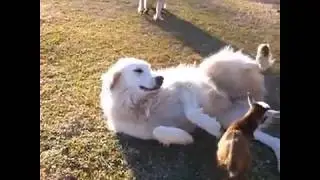 retriever dog want to play with goat baby
