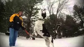 Dogs are awesome 2014