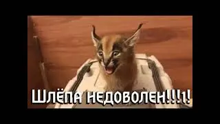 Каким бывает Шлёпа!