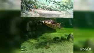 Москвариум 🐬