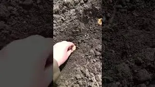 Сажаю гладиолусы в открытый грунт