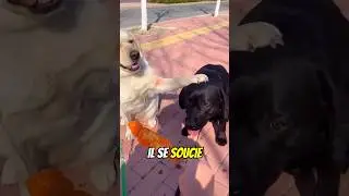 This dog taught its owner to be fair.