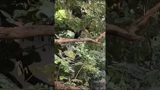 Anbu Thane ellamey 💗 | #dhanush #love #relationships #funnyvideos #funnyanimals #funnydogs #funnycat