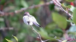 Anna's Hummingbird, Saunders Co, Nebraska, 6 Oct 2018