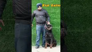 Top Rottweiler Pup Of India| +91 93503 45009 