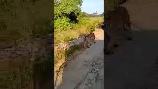 Tiger leads a Jeep full of tourists on a Safari! #shorts #tiger