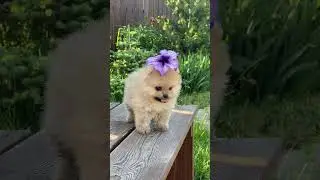 Cute Dogs