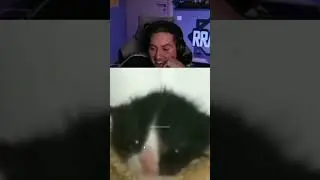 Rraenee Ara Gazı Veren Kedi izliyor