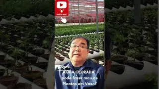 CLORO NA ÁGUA pode fazer mau as plantas em Vaso? Prof.Roberto Takane