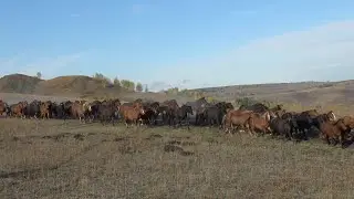 Young horses of all colors