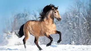 Let’s confuse the non equestrians 🤭