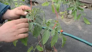 Ч 1 Выздоровление(Видео для новичков)