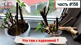 156 Что там с каролиной? Домашние острые перцы 05.10.2024