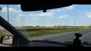 Цветет подсолнух