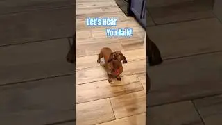 Our Dachshund Can Talk and Bark a lot!! #Shorts