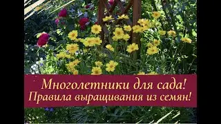 Многолетники для сада! Правила выращивания из семян.