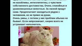 Породы кошек.2 ЧАСТЬ. Британцы