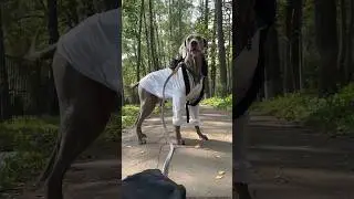 ДЖОНИ ИСЧЕЗ ПО ДОРОГЕ В ШКОЛУ 🤯🎓