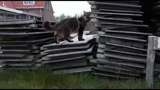 Цезарь в Нидерландах в городе Флиссинген осваивает новые территории.