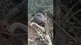 ម៉ែហើយ! ក្ដាមថ្មមួយជិត1kg! Gient Crab!