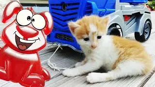 Stasik the dog and Valera the cat are giving their feline friends rides in cars.