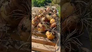 Harvesting Onions #Shorts