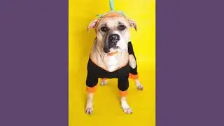 Howl-o-ween Flight - Fly Shelter Pets To Freedom!