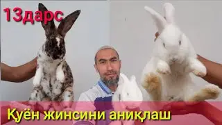 Quyon boqish 13. Қуён жинсини аниқлаш.