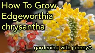 How To Grow Edgeworthia Chrysantha - Fragrant, Early Flowering -  Paper Bush