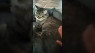 тренд под бит с котом#shots