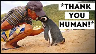 Penguins That Asked People for Help & Kindness