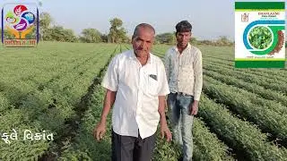 ધનલક્ષ્મી ફૂલે વિક્રાંત ચણા વેરાઈટી, 3 નંબર કરતા 30-40% સુધી વધુ ઉતારો