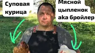 Суповая курица или цыпленок для жарки?