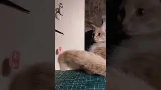 кот и учёба